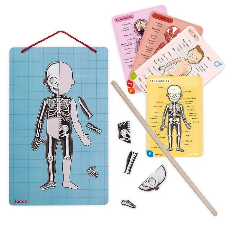 pol_pl_Janod-Ukladanka-magnetyczna-Cialo-czlowieka-1313_33.jpg
