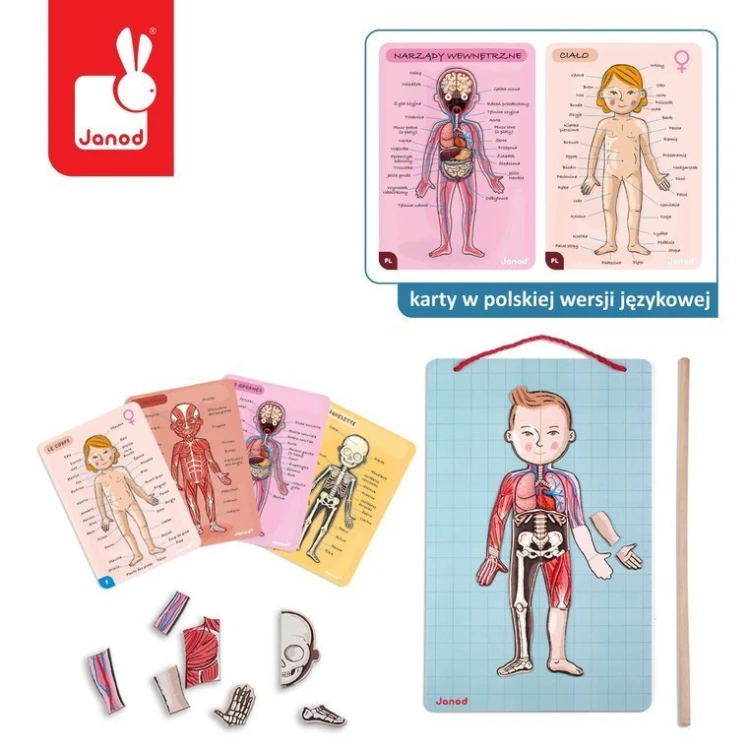 pol_pl_Janod-Ukladanka-magnetyczna-Cialo-czlowieka-1313_15.jpg